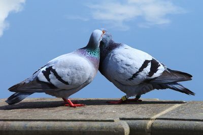 Zwei Tauben, die sich küssen